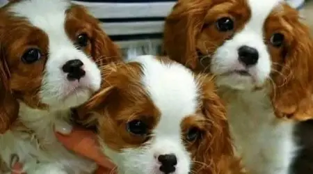 Polícia investiga furto de cães da raça Cavalier King em Caraguatatuba