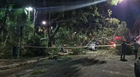 Queda de árvore atinge 3 veículos na zona leste de São José