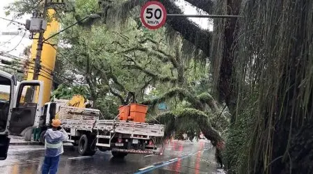 Queda de árvores em São José dos Campos provoca interdições e falta de energia