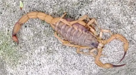 Revista Aquarius Life 173 escorpião