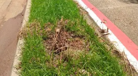 Sumiço de mudas de árvores chama atenção na Via Oeste