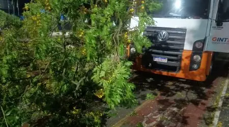 São José dos Campos, trânsito, árvore caída, avenida São João