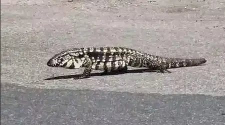 Teiú é flagrado passeando em estacionamento de supermercado no Aquarius