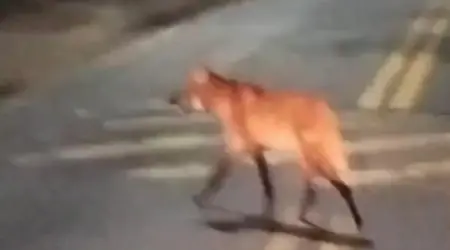 Lobo-Guará é flagrado na SP-50 em Sã José dos Campos