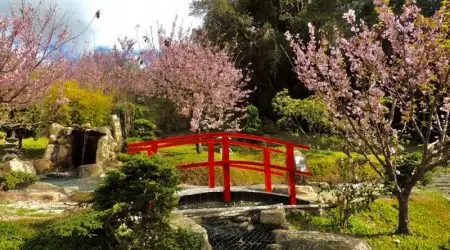 Festa da Cerejeira anima Campos do Jordão neste final de semana com concurso de Cosplay