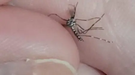 Mosquitos da dengue voltam a atormentar moradores do Jardim Esplanada