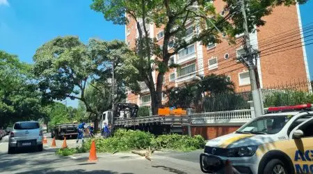 Após denúncia, prefeitura corta árvore em risco na avenida São João