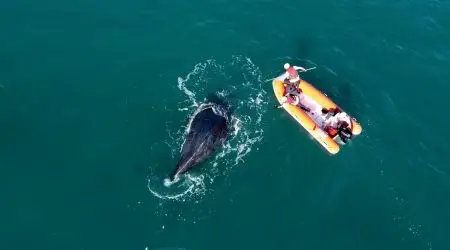 Baleia Jubarte é parcialmente desencalhada por instituto em Ilhabela