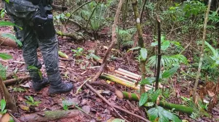 Caçapava: Polícia Ambiental prende homem por extração ilegal de palmito em mata