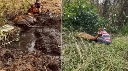 Cavalos atolados em terreno são resgatados pelos Bombeiros em São José dos Campos
