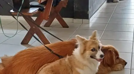 Motorista, com CNH suspensa, é preso por maus-tratos a animais na Via Dutra em Pindamonhangaba