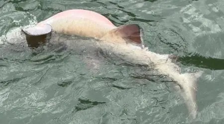 Tubarão debilitado é resgatado no Itaguá em Ubatuba