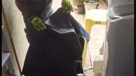 Gambá se abriga com filhotes em lavadeira de Caraguatatuba