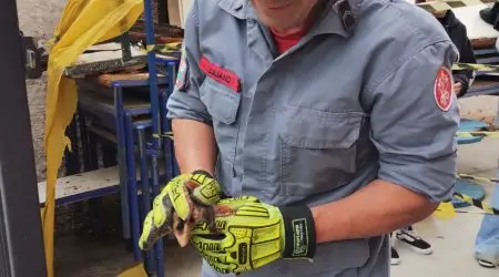Saruês são resgatados em escola de Caraguatatuba