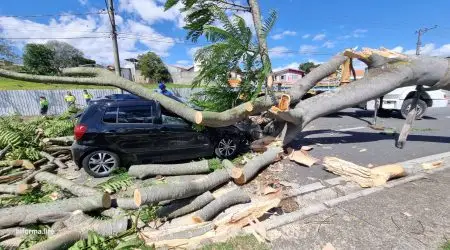 Árvore de grande porte cai em carro, com homem dentro, na avenida Salinas em São José dos Campos