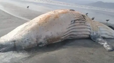 Visita gigante: Baleia de 10 metros é encontrada morta em Caraguatatuba