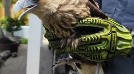 Ave silvestre ferida é resgatada por bombeiros em Caraguatatuba