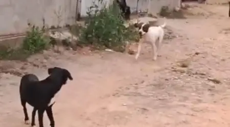 Ocorrência ataque de cães