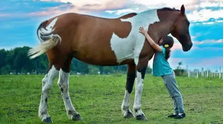 São José dos Campos incentiva adoção de animais de grande porte