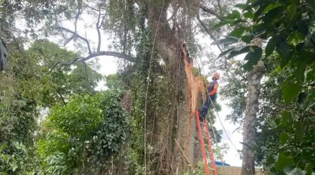 Árvore centenária é cortada em Ilhabela para evitar risco a residências