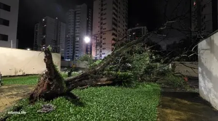 Árvore de grande porte cai no Jardim Aquarius