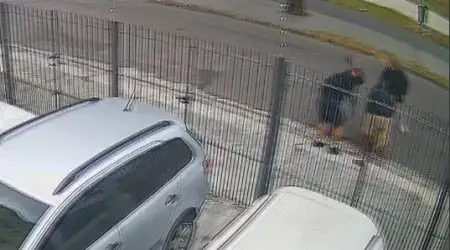 ataque Pit Bull