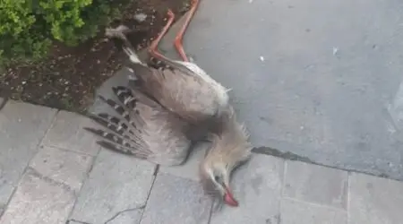 Denúncia à Polícia Ambiental sobre morte de seriema leva à autuação em Taubaté!