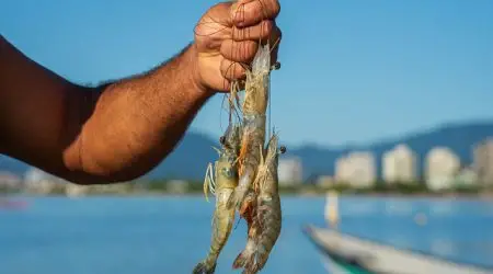 Defeso do camarão começa nesta quarta no Litoral Norte de SP