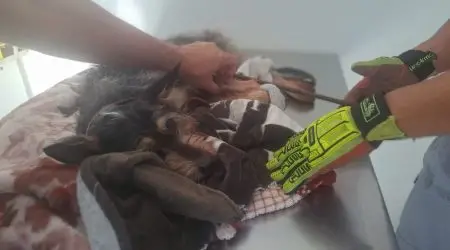 Resgate de cadela transfixada por vergalhão emociona e mobiliza bombeiros!