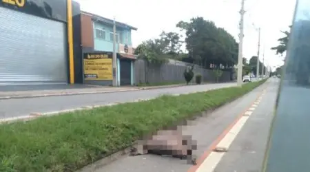 Capivara é atropelada e morre na avenida Shishima Hifumi, no Urbanova