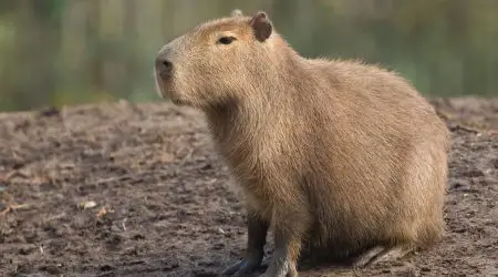 Bombeiros resgatam capivara em risco em São José