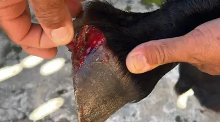 Cavalo ferido leva à prisão de homem por furto e maus-tratos em Cunha