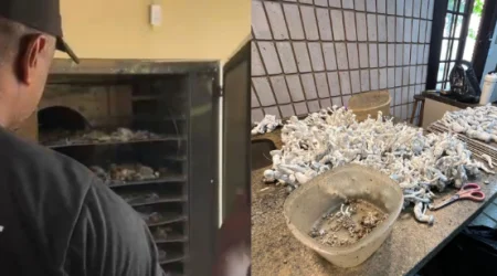 Plantação de cogumelos alucinógenos é descoberta em Ubatuba e homem é preso por tráfico