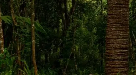 Parque de dinossauros em Campos do Jordão abre 100 vagas de emprego