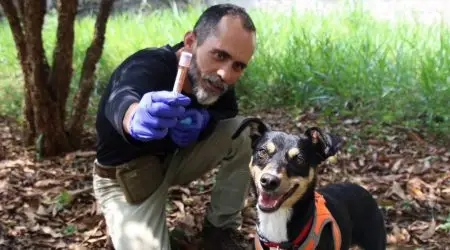 Vira-lata Savana vira 2º cão perito da Polícia Científica de São José