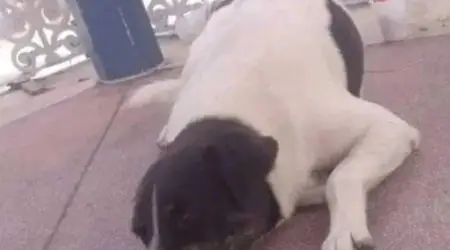 dog