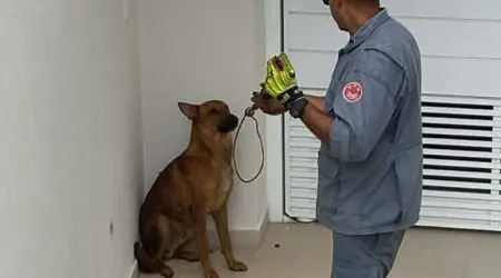 dog