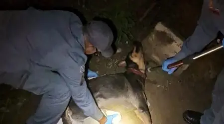 Bombeiros resgatam cachorro atropelado e gravemente ferido em Caraguatatuba