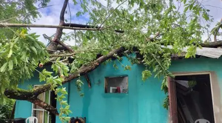 Bombeiros removem árvore caída sobre casa em Ilhabela