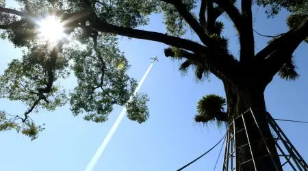 Semana do meio ambiente: programação especial com City Tour das árvores