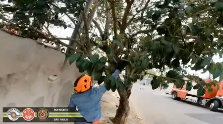 Preso em linha de pipa, filhote de mico é resgatado pelos Bombeiros!