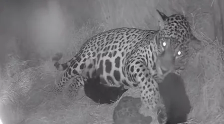 Onça-pintada Zuri dá à luz a três filhotes em Taubaté