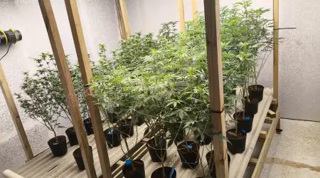 Operação contra o tráfico apreende 74 pés de maconha em Ubatuba!