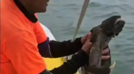 Bicho-preguiça é encontrado no mar e resgatado na Praia Brava, em Caraguatatuba
