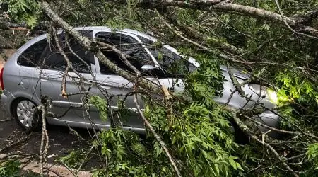 Rodovia SP-50 é interditada após árvore cair sobre veículo em São José